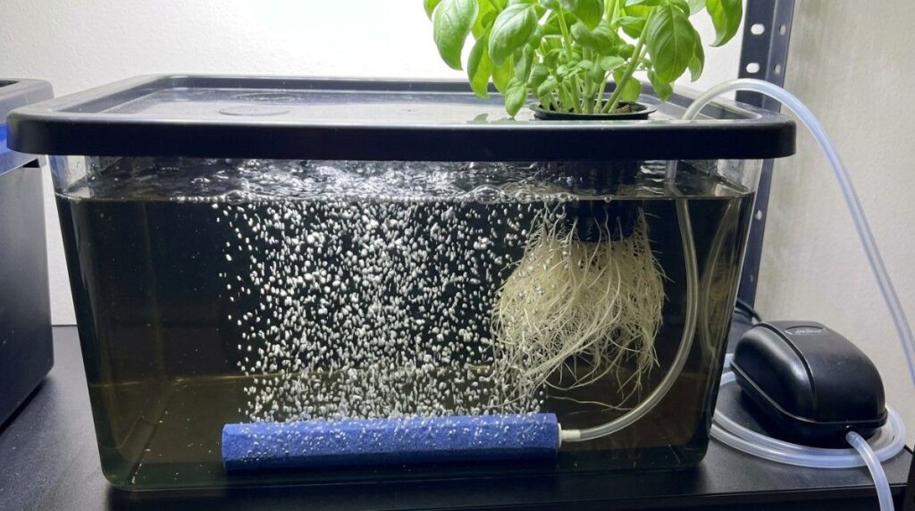 hydroponic-air-stone-bubbles-in nutrient reservoir