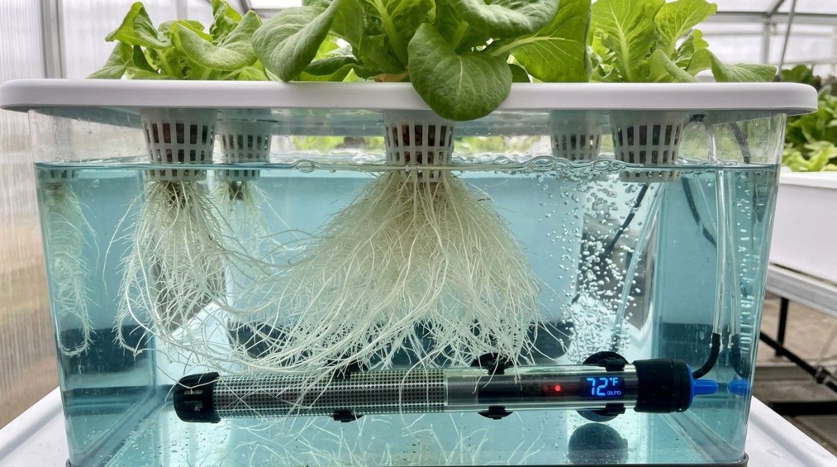healthy-hydroponic-roots-optimal-water-temperature